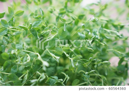 Bean seedling cultivation 60564360