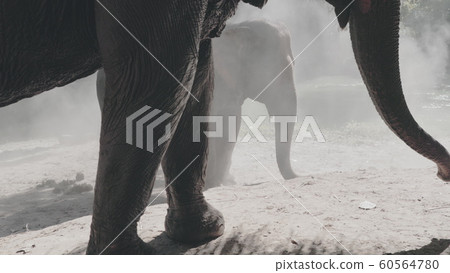 asian elephant sanctuary thailand partial view asian elephant sanctuary thailand partial view 60564780