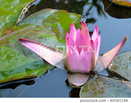 Flowering pink lotus closeup (Lat. - nymphaea Flowering pink lotus closeup (Lat. - nymphaea 60565196