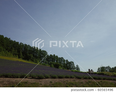 Lavender _ Furano 60565496