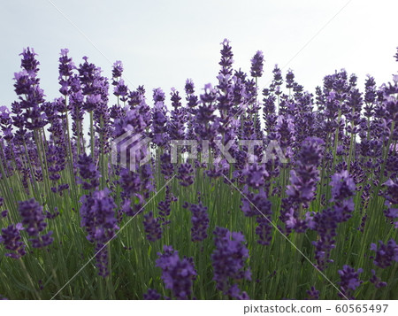 Lavender in full bloom 60565497