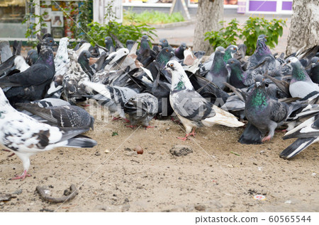 dove in a flock of pigeons 60565544