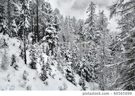Winter Snowy Landscape, Mountains and Trees Winter Snowy Landscape, Mountains and Trees 60565899