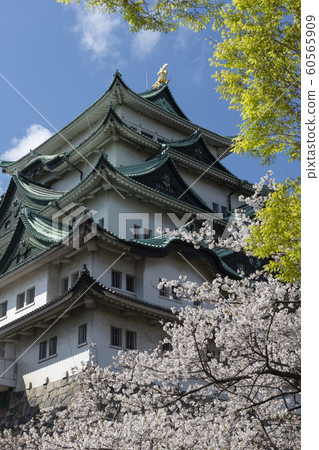 Nagoya Castle with Cherry Blossom Trees, Japan Nagoya Castle with Cherry Blossom Trees, Japan 60565909