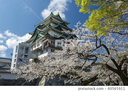 Nagoya Castle with Cherry Blossom Trees, Japan Nagoya Castle with Cherry Blossom Trees, Japan 60565911