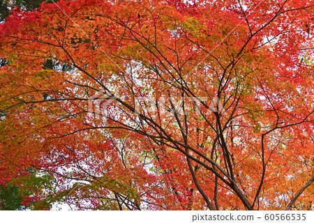 Autumn leaves Autumn leaves 60566535