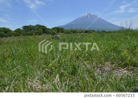 Mt. Fuji (Asahigaura / Shizuoka prefecture Fujinomiya City) Mt. Fuji (Asahigaura / Shizuoka prefecture Fujinomiya City) 60567233