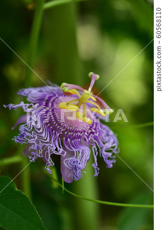 Passionflower flowers Passionflower flowers 60568110
