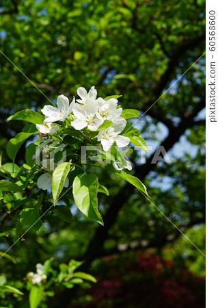 White flower of a dainty spider apple 60568600