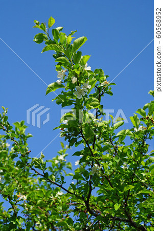 A pretty white-spotted apple flower that shines in the blue sky A pretty white-spotted apple flower that shines in the blue sky 60568952