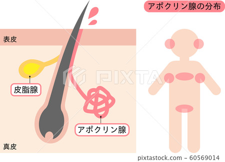 頂腺分佈 60569014