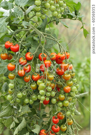 Bunch of tomato fields, mini tomatoes, home garden, good harvest 60569353