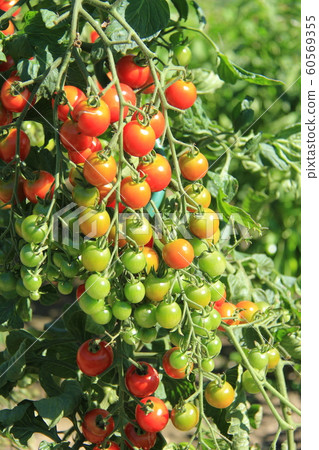 Bunch of tomato fields, mini tomatoes, home garden, good harvest Bunch of tomato fields, mini tomatoes, home garden, good harvest 60569355