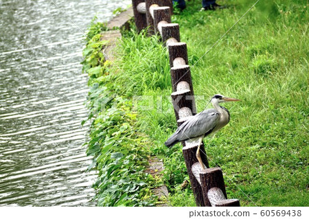 池塘邊的水本公園蒼鷺 池塘邊的水本公園蒼鷺 60569438