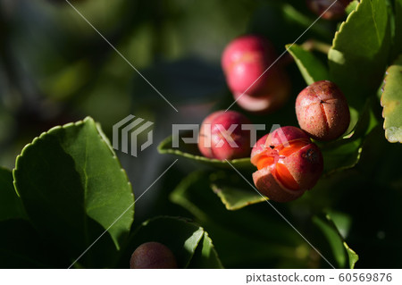 Timber tree Timber tree 60569876