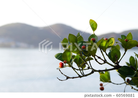 Timber tree Timber tree 60569881