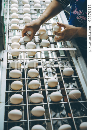 egg factory plant agriculture poultry chicken farm 60570111