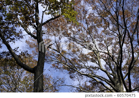 Beech forest Beech forest, Mt. Hiei, Hiroshima Prefectural Forest, autumn leaves 60570475