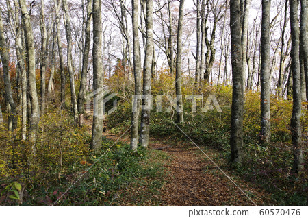 Beech forest Beech forest, Mt. Hiei, Hiroshima Prefectural Forest, autumn, yellow leaves, Kuromoji 60570476