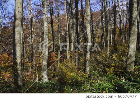 Beech forest Beech forest, Mt. Hiei, Hiroshima Prefectural Forest, autumn, yellow leaves, Kuromoji 60570477