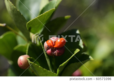 Timber tree Timber tree 60571096