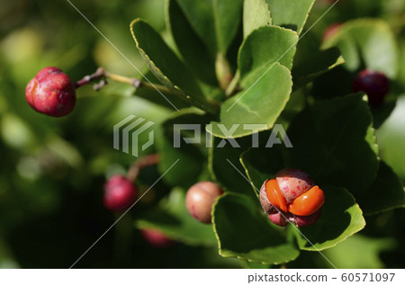 Timber tree 60571097