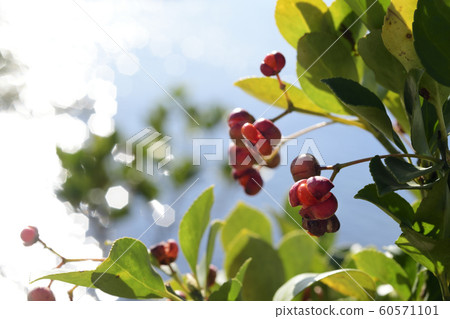 Timber tree 60571101