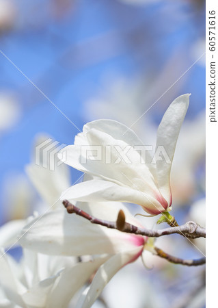 Kobushi flower up 60571616