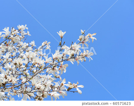 Kobushi花藍色天空背景 60571623