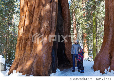 family in sequoia national park family in sequoia national park 60571654