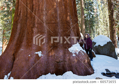 kid in sequoia national park kid in sequoia national park 60571655
