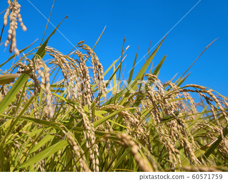 Fruited rice panicle 60571759