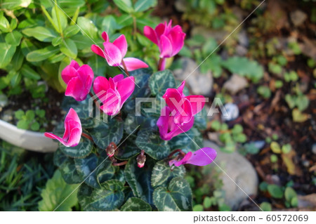 Pink cyclamen flowers blooming outdoors 60572069