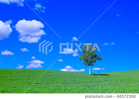 草地和白樺樹和藍藍的天空 草地和白樺樹和藍藍的天空 60572308