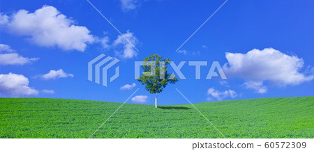 草地和白樺樹和藍藍的天空 60572309