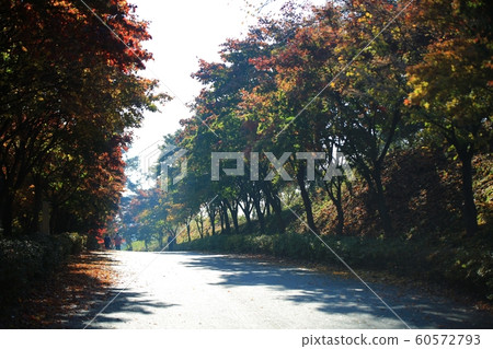 秋季旅行，秋天的落葉，獨立廳 60572793