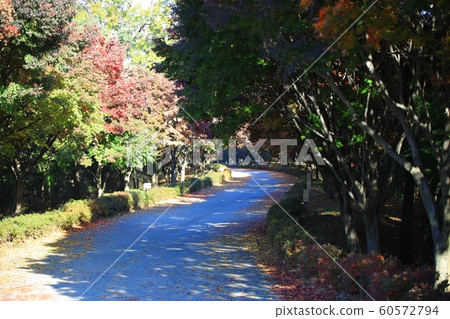 Autumn Travel, Autumn Leaves, Independence Hall 60572794