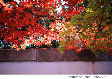 Autumn Travel, Autumn Leaves, Independence Hall 60572869