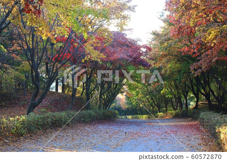 Autumn Travel, Autumn Leaves, Independence Hall Autumn Travel, Autumn Leaves, Independence Hall 60572870