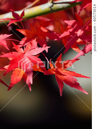 秋天的楓葉 秋天的楓葉 60573014