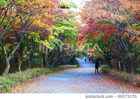 秋季旅行，秋天的落葉，獨立廳 60573270