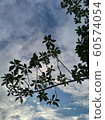 天空與樹 60574054