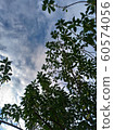 天空與樹 60574056