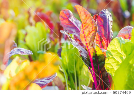 Close up to detail of swiss chard leaf in vegetable garden. Selective focus. 60574469