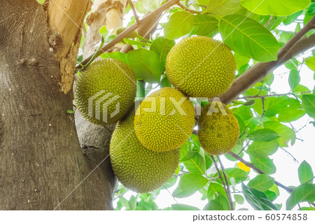 Fresh green young jackfruits (Artocarpus heterophyllus) growing on the jackfruit tree. Asian tropical fruit. 60574858