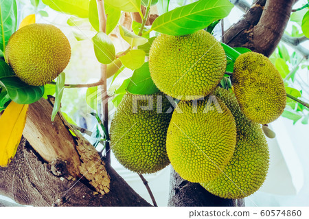 Fresh green young jackfruits (Artocarpus heterophyllus) growing on the jackfruit tree. Asian tropical fruit. 60574860