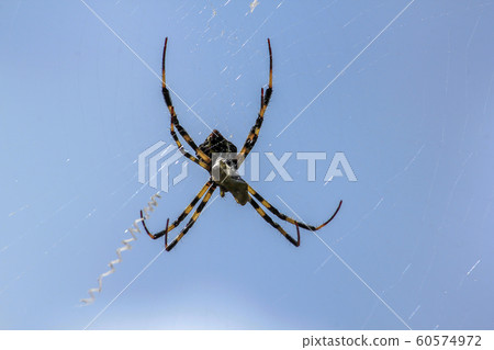Multi-colored Argiope Spider in Nature Multi-colored Argiope Spider in Nature 60574972