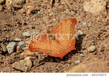 Butterfly Common Cruiser in Nature Butterfly Common Cruiser in Nature 60574973