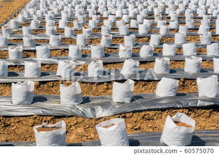 Row of Coconut coir in nursery white bag for farm with fertigation , irrigation system to be used for growing strawberries. 60575070