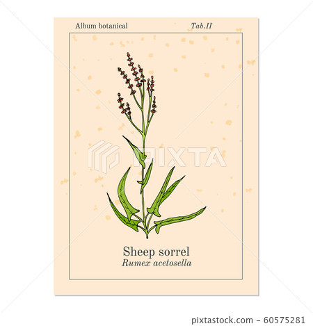 Sheep s sorrel rumex acetosella , or sour weed, medicinal plant 60575281